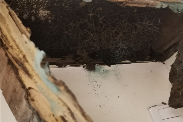 家白蚁巢危害严重的特征,大亚湾家杀白蚁,大亚湾白蚁防治所