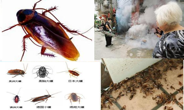 惠州小金口除四害杀虫灭鼠哪家专业比较好|小金口除四害安全可靠