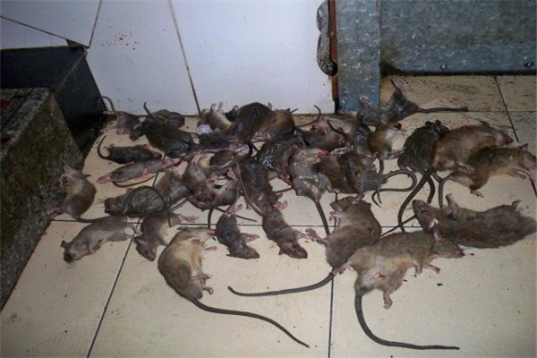 惠州江北工厂灭鼠,惠城桥东灭鼠公司教您解决天花板上猖狂的老鼠